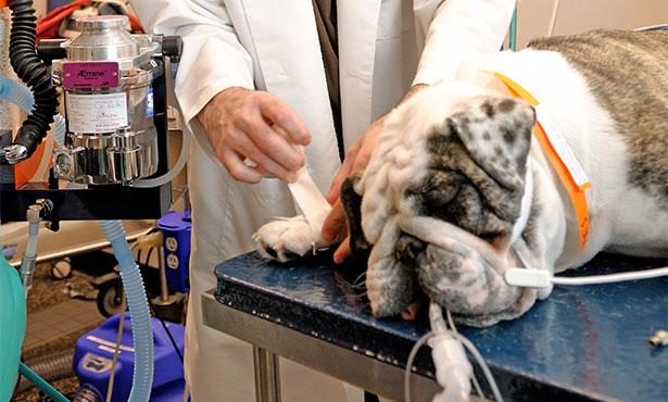 dog at vet
