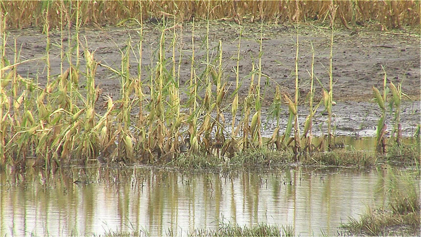 Hail damaged crops near Comstock, Minn., Sunday night.
