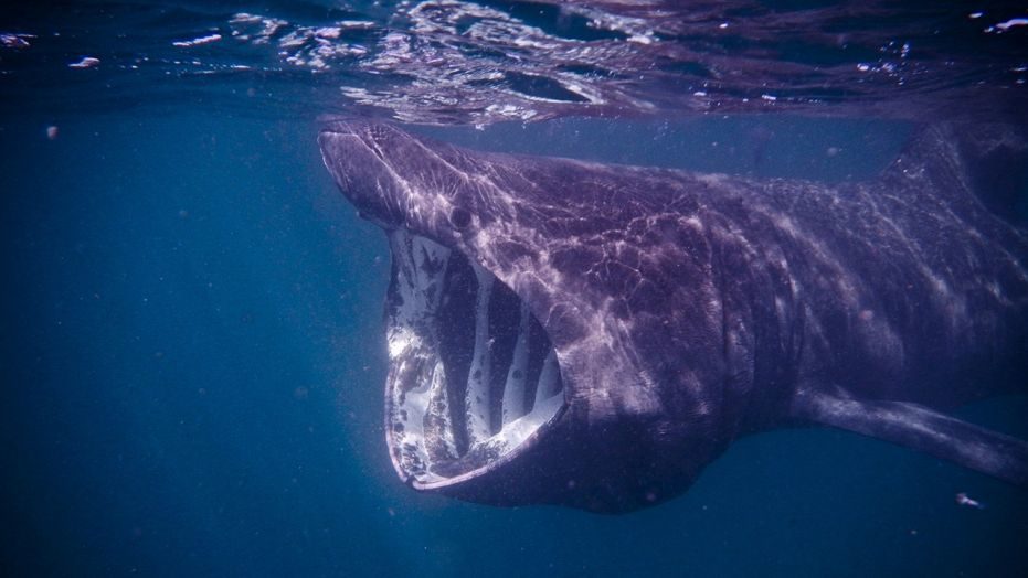 basking shark