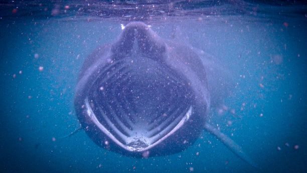 Click to enlarge basking shark