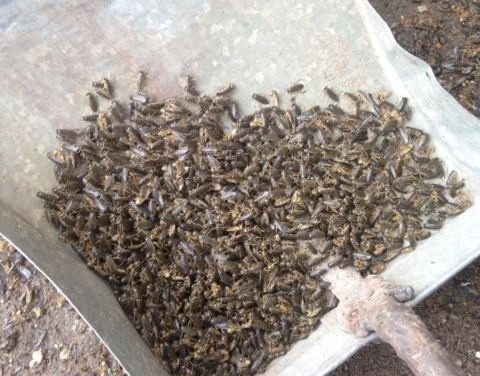 Click to enlarge Corixidae rain Russia