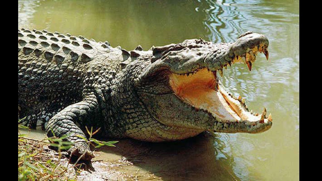 croc