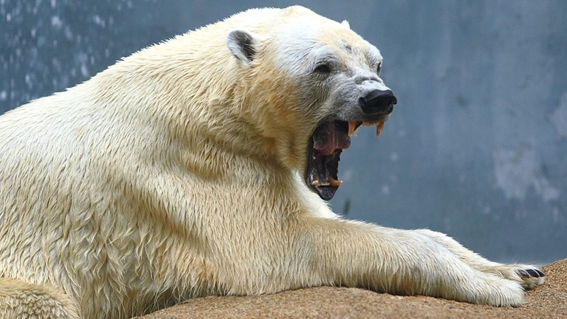 bear