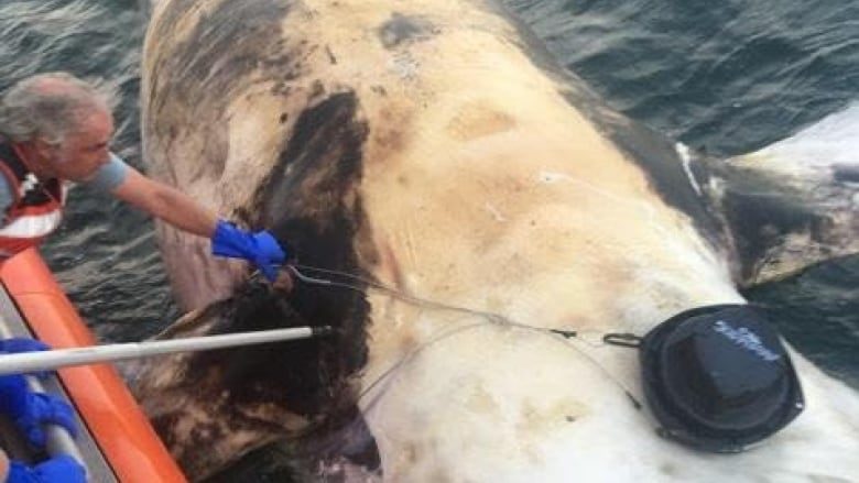 The carcass of an endangered North Atlantic right whale was found on Monday off Massachusetts.