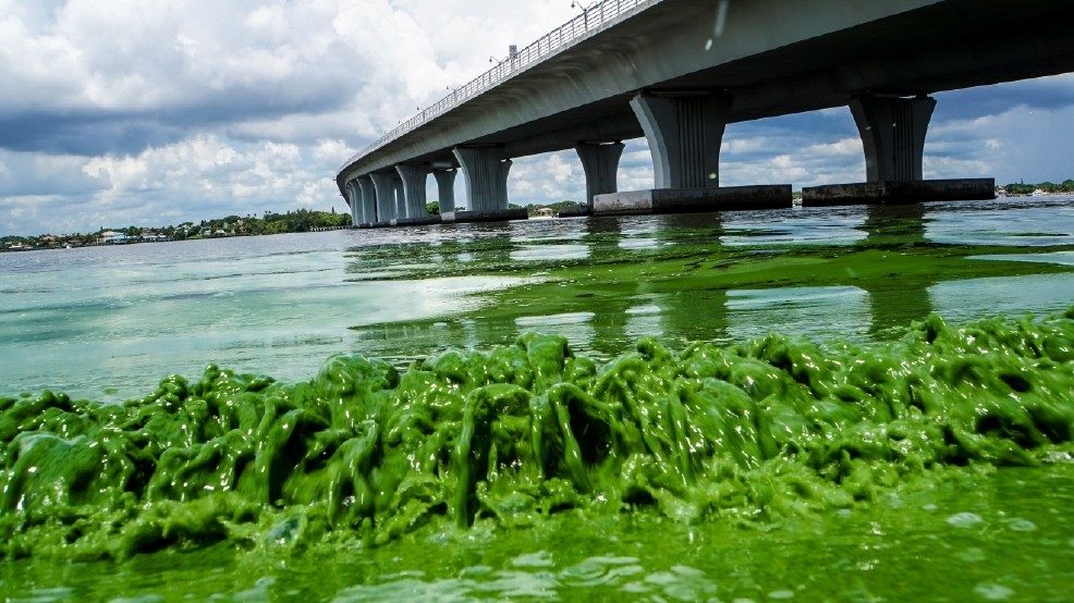 toxic algae blooms glyphosate