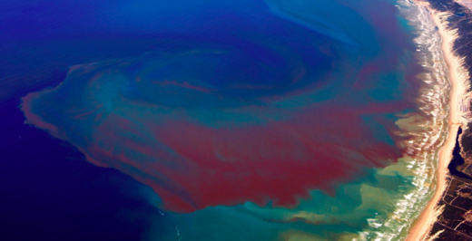 red tide, glyphosate algae blooms