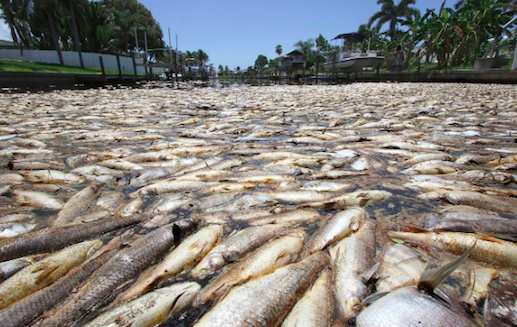 dead fish, glyphosate