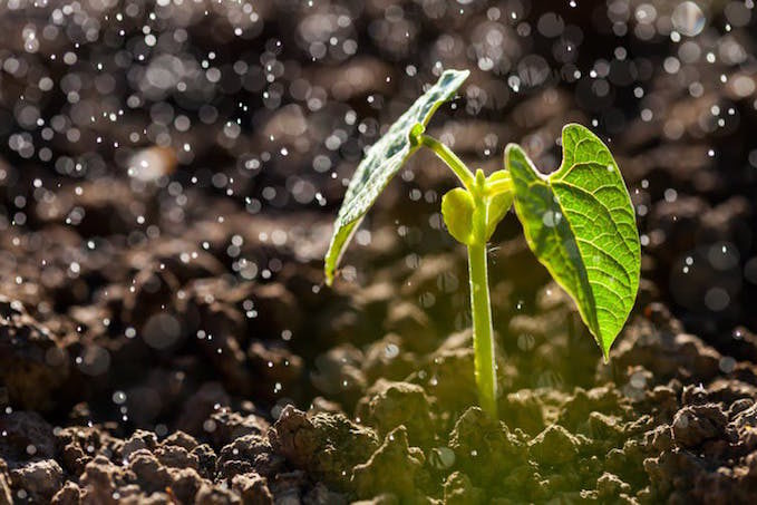 Click to enlarge Petrichor main ingredients plants and bacteria