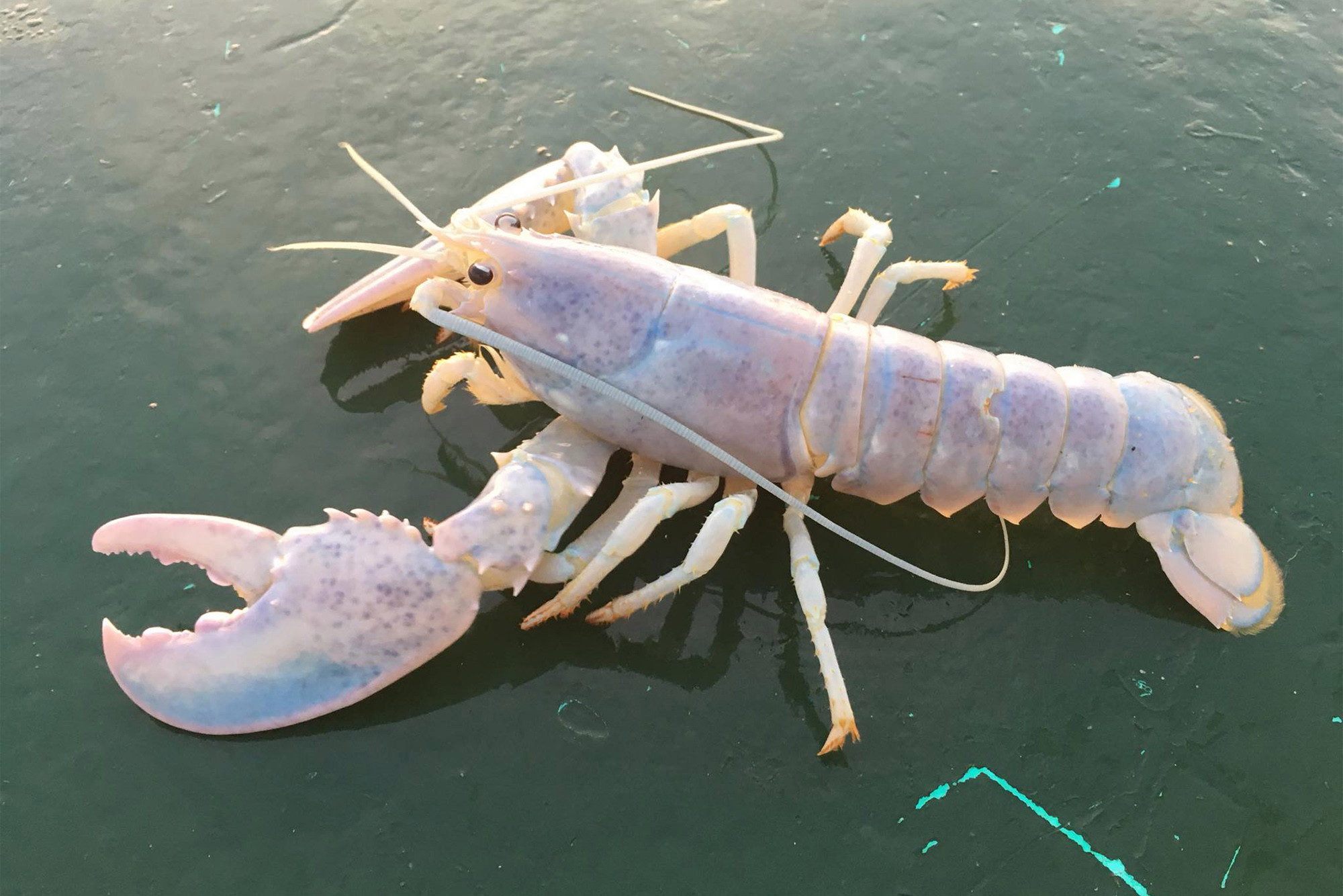 Ghost lobster