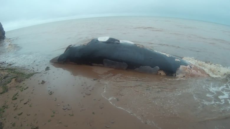 The whale measured about seven metres long, says the man who found it.
