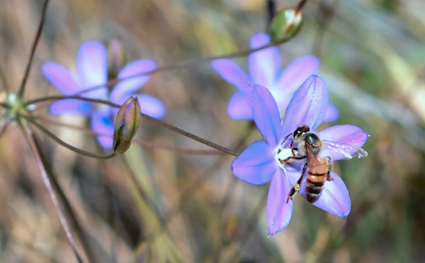 bees