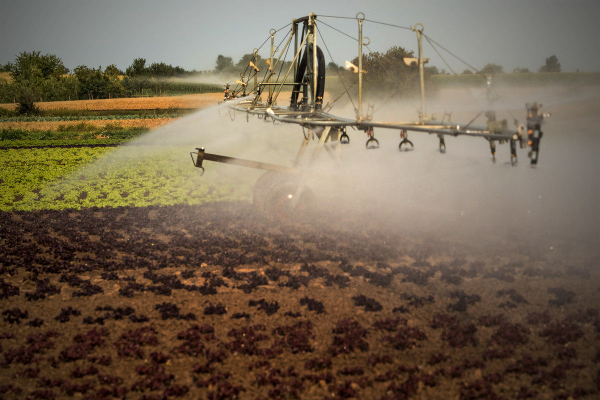 pesticides