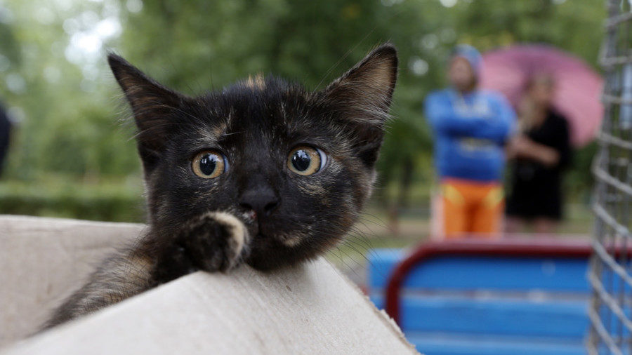 kitty cat