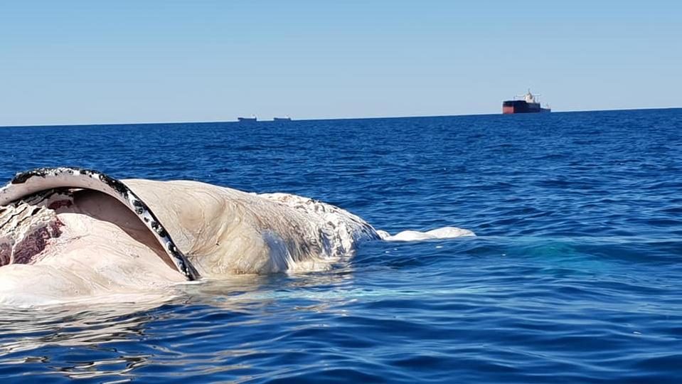 They're everywhere! dozens of tiger sharks have been filmed feeding on a whale carcass found floating north east of Karratha on Saturday