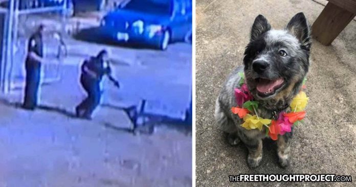 cops shoot dog