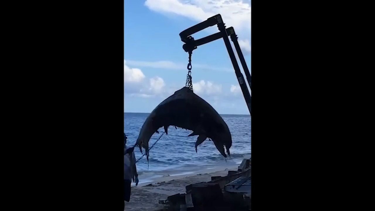 Click to enlarge dead dolphin
