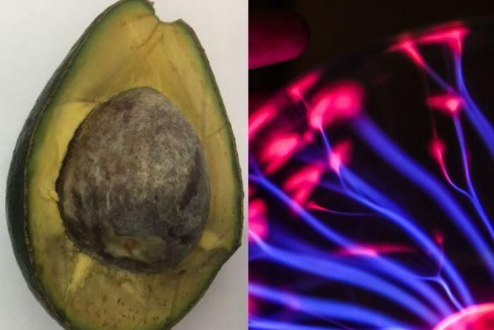 avocado plasma