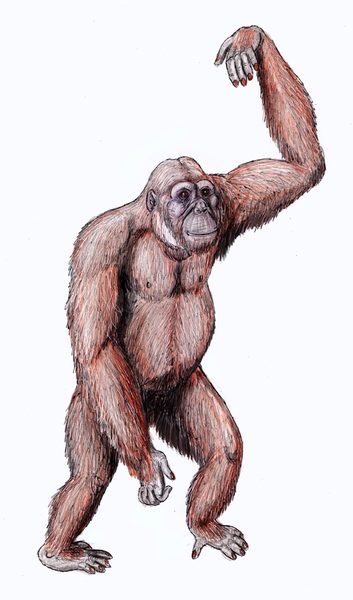 Click to enlarge Early Ape