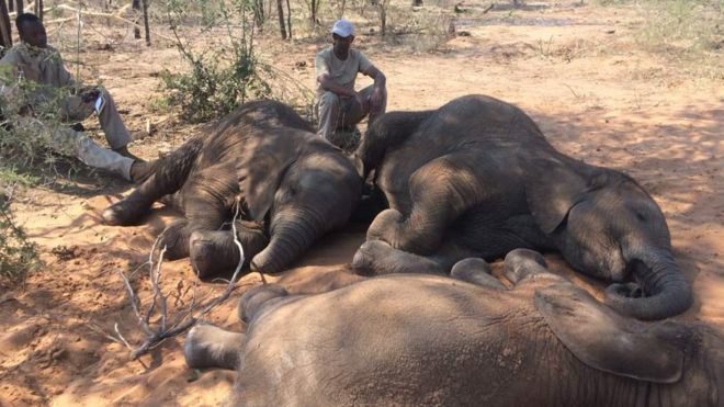 elephants poaching Botswana