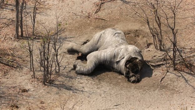 Click to enlarge Elephants poaching Botswana