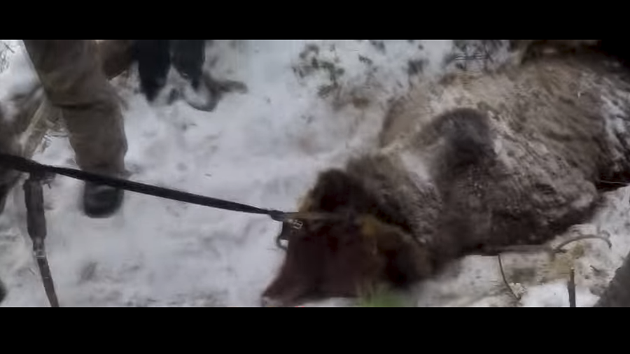 dead bear