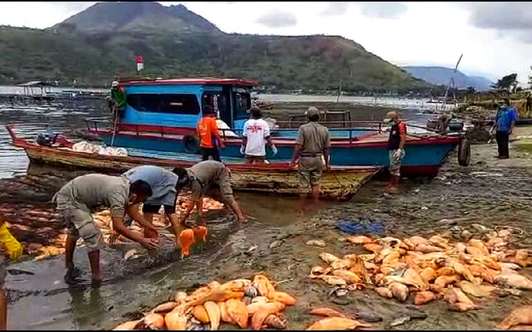 dead fish