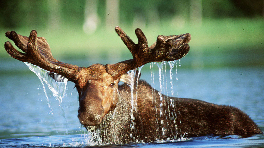 moose