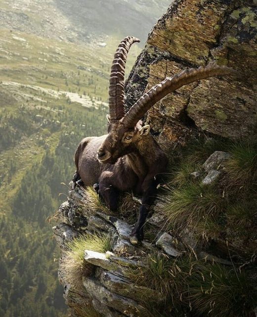Click to enlarge Mountain goat