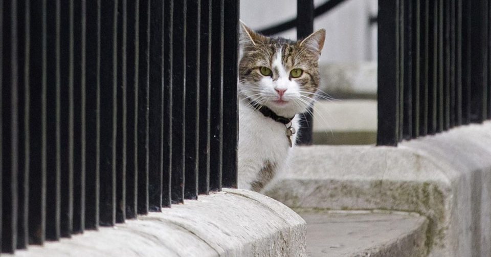 Click to enlarge cat peeks around corner