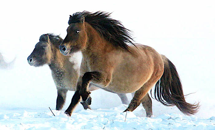Ancient snow horses