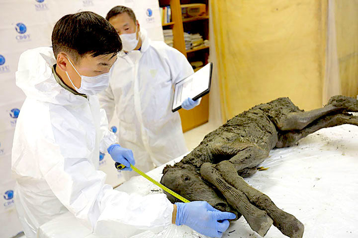Scientists/frozen ancient horse