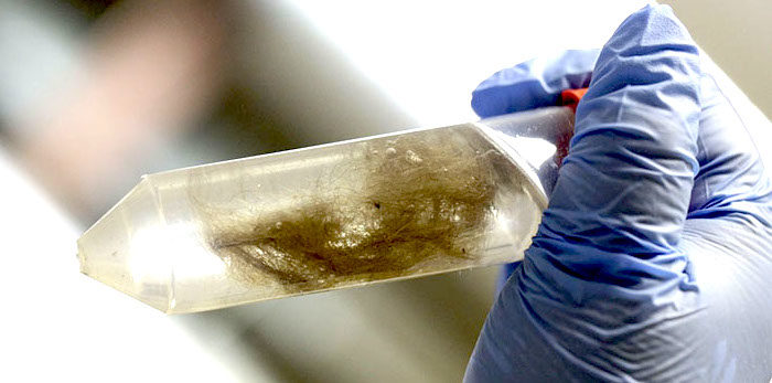 Click to enlarge Cells of frozen horse