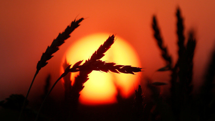 wheat field