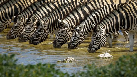 Click to enlarge Zebras