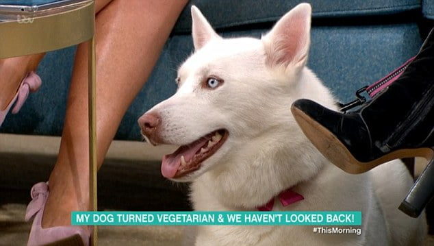 vegetarian dog