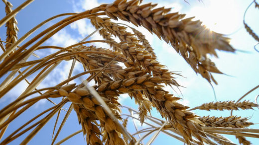 Russian wheat exports soar