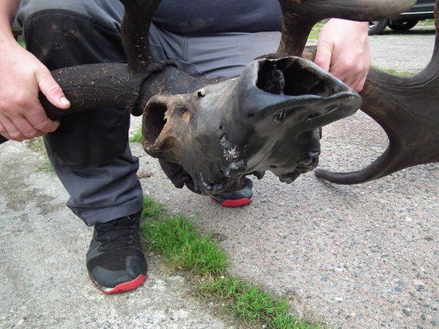 giant Irish elk skull