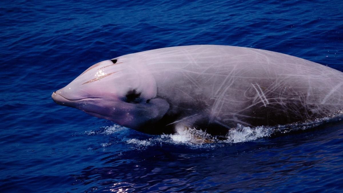 In total 60 Cuvier’s beaked whales washed up in Scotland and Ireland
