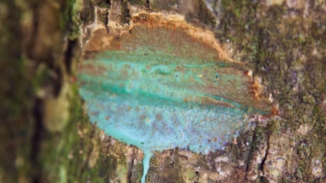 Click to enlarge Pycnandra acuminata rubber tree nickel