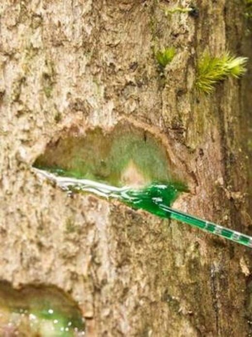 Click to enlarge hyperaccumulator tree nickel borneo