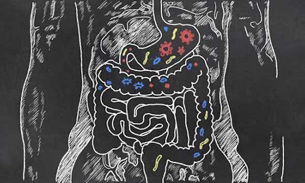 Click to enlarge Gut microbiome
