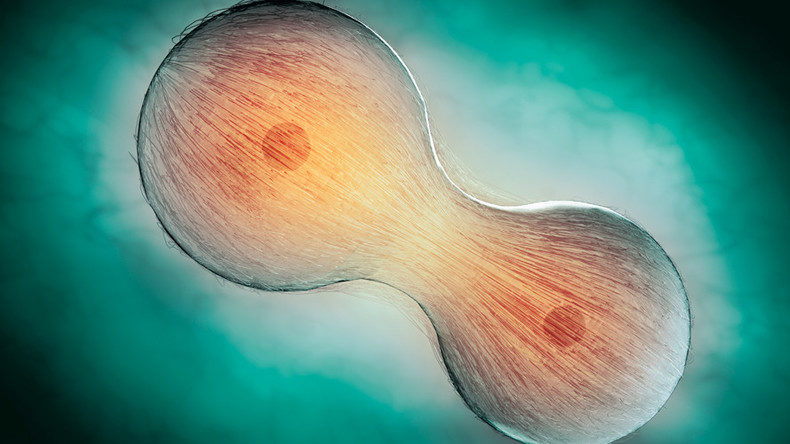 cell division