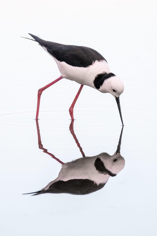 Click to enlarge Pied Stilt