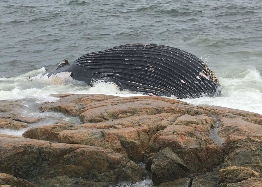 whale