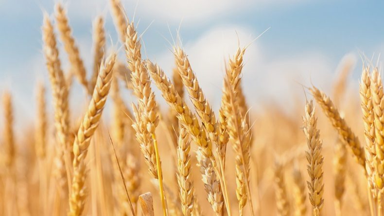 wheat