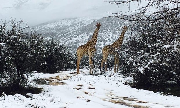 Giraffes in the snow in the Karoo region of South Africa