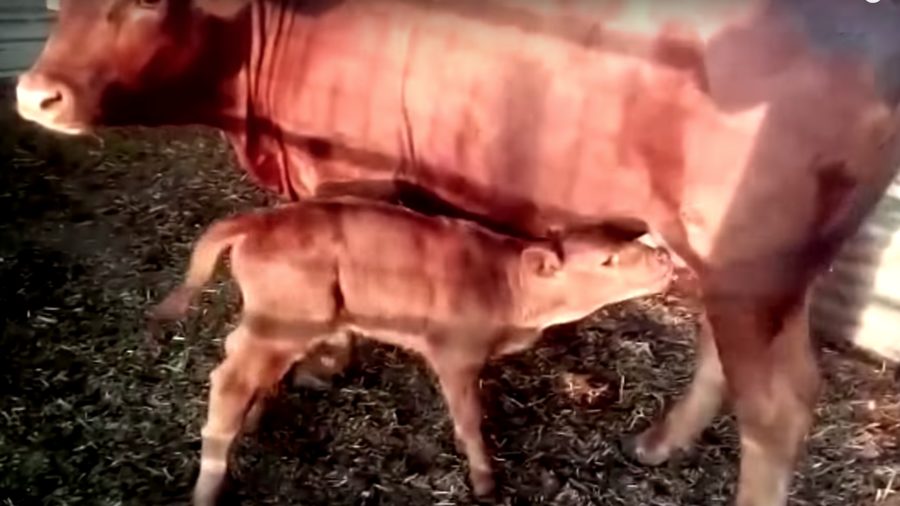 Click to enlarge red heffer israel