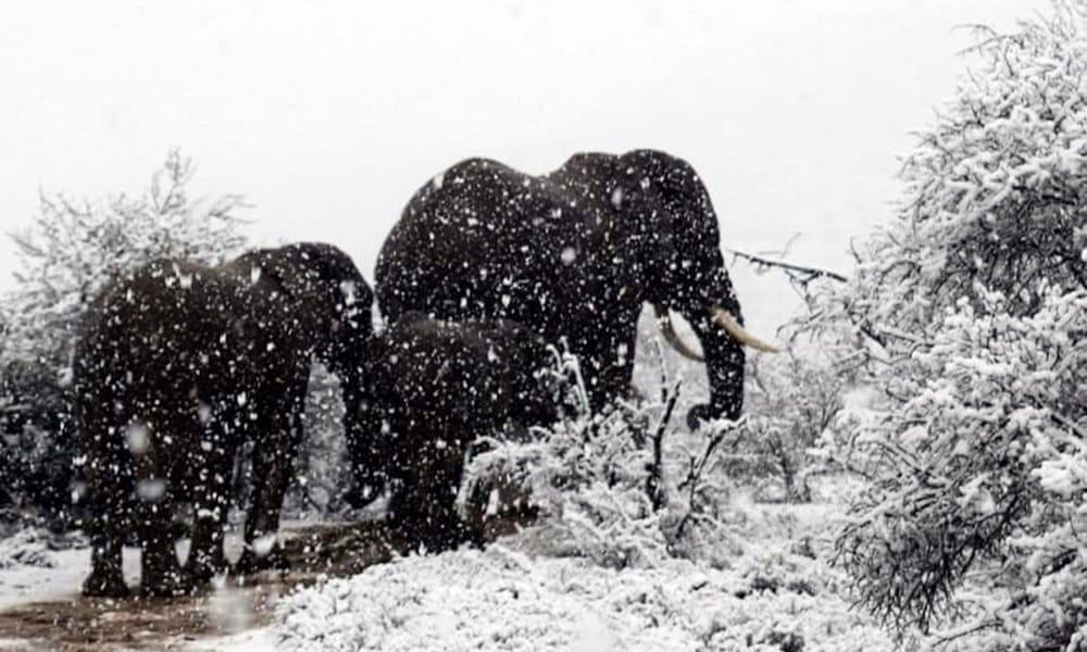 heavy snow south africa elephants