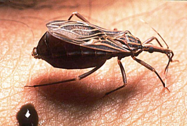 Click to enlarge triatomine