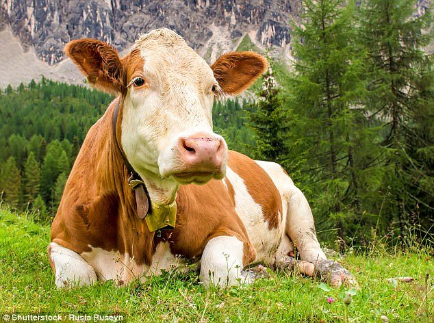 Cow in a field